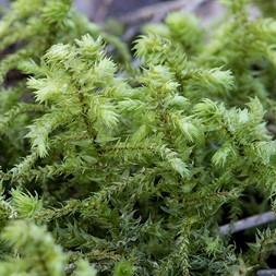 Hylocomiadelphus triquetrus (pleated shaggy moss)